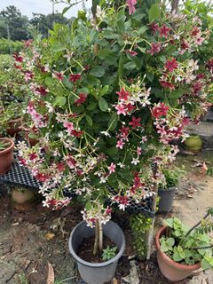 (Category: ) located in . Submitted by gardenfunfarm (Listing ID 1463332344, Image 1). Description: .