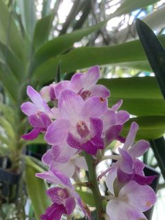 (Category: ) located in . Submitted by paradisefound (Listing ID 1463401663, Image 1). Description: .