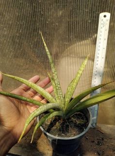 (Category: ) located in . Submitted by sindo.sg (Listing ID 1463393510, Image 1). Description: .