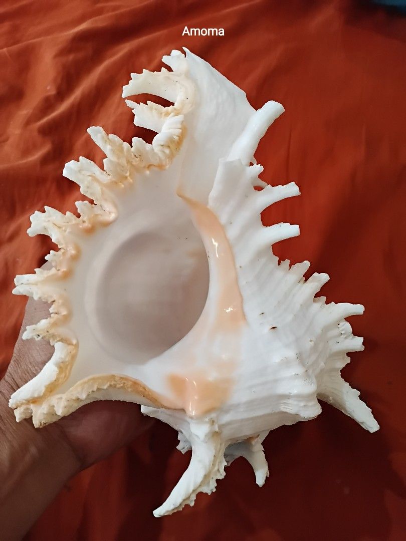 Seashell Murex Ramusos 8-9in (Category: Vintage Collectibles) located in Taguig. Submitted by amomaenterprise (Listing ID 1463370089, Image 2). Description: - Beautiful large murex ramusos white seashell - Features prominent spikes - Ideal for home decor or craft projects - Creates a natural, coastal vibe - Unique decorative piece.