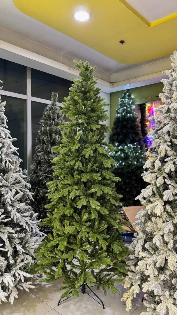 Semi slim Christmas tree (Category: Announcements) located in Manila. Submitted by jamesgani08 (Listing ID 1463357473, Image 1). Description: We have many sizes 6ft,7ft,8ft,10ft.