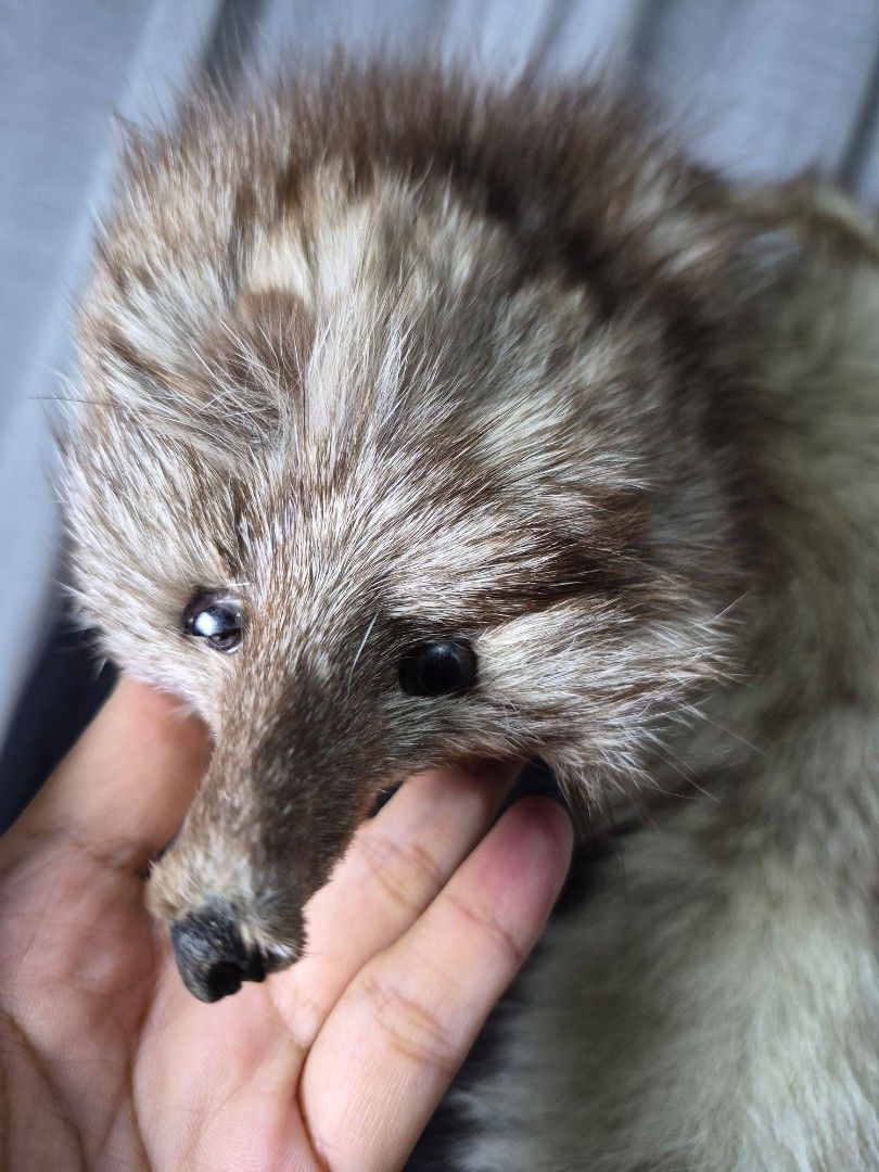 Vintage Fox Fur Stole with Head and Tail (Category: Coats, Jackets and Outerwear) located in Iriga City. Submitted by ifj_japansurplus (Listing ID 1463396312, Image 3). Description: - Vintage fox fur stole - Realistic fox head with glass eyes - Long, bushy tail - Fur colors: cream, beige, and brown - Unique statement accessory.