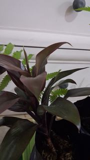 (Category: ) located in . Submitted by 2nd_bloom (Listing ID 1463588861, Image 1). Description: .