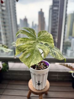 （分類：）位於 。 由 greenplantsstar 提交（商品編號 1463602114，圖片 1）。簡介： 。