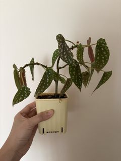 （分類：）位於 。 由 many__many 提交（商品編號 1463571714，圖片 1）。簡介： 。