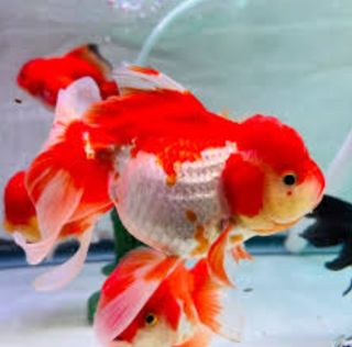 (Category: ) located in . Submitted by riverstone.aquatics (Listing ID 1463559669, Image 1). Description: .