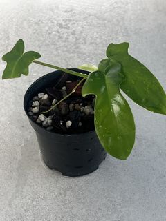 （分類：）位於 。 由 ltplants 提交（商品編號 1460933530，圖片 1）。簡介： 。