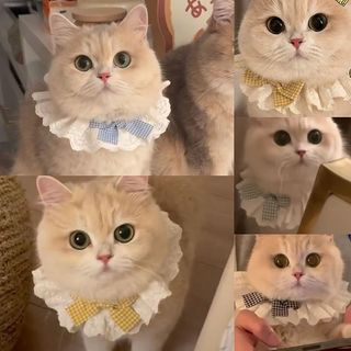 (Category: ) located in . Submitted by pawhaven1009 (Listing ID 1463596799, Image 1). Description: .