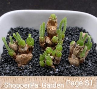 (Category: ) located in . Submitted by shopperpalgarden (Listing ID 1463556605, Image 1). Description: .