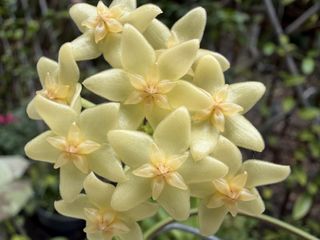 （分類：）位於 。 由 hoyaworld 提交（商品編號 1463610392，圖片 1）。簡介： 。