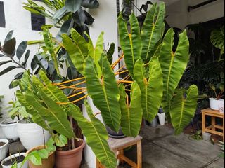 (Category: ) located in . Submitted by utaniaplants (Listing ID 1463589281, Image 1). Description: .