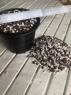 (Category: ) located in . Submitted by greenwood_planters (Listing ID 1463556139, Image 1). Description: .