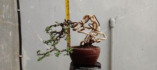 (Category: ) located in . Submitted by sindo.sg (Listing ID 1463653257, Image 1). Description: .