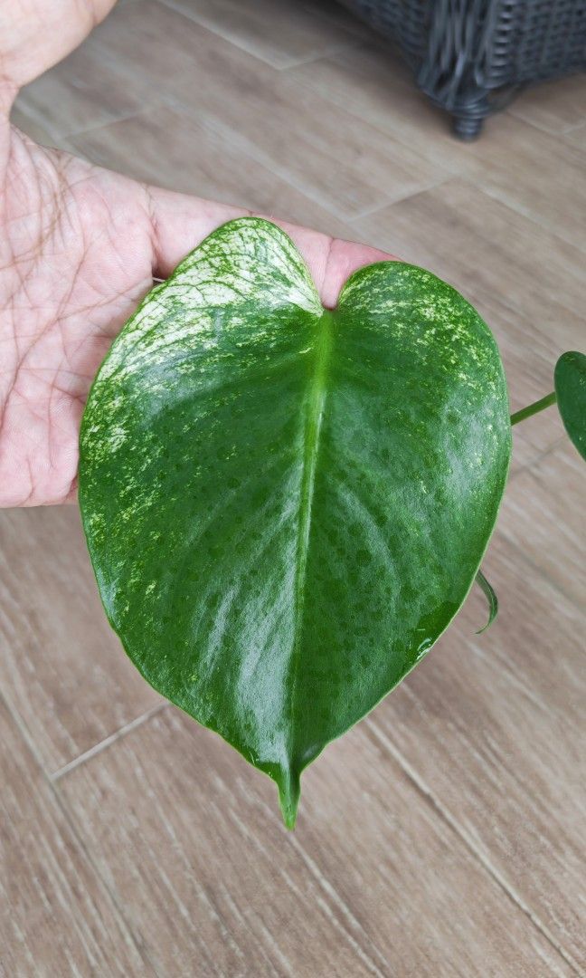 Monstera Devil (Category: Plants & Seeds) located in Singapore. Submitted by leafhappily (Listing ID 1463558263, Image 2). Description: 🚚 FREE DELIVERY (min. spend): • $50+ — Sembawang / Yishun • $120+ — Woodlands / Punggol / Sengkang / Bishan / Ang Mo Kio • $200+ — Islandwide 📍 PICKUP OPTIONS 🏠 S769317 | 🛍️ Sembawang SC | 🚆 Canberra MRT 📮 Courier $20/trip 🛒 More Plants on Carousell: https://carousell.app.link/9tLqk29Fn1b.