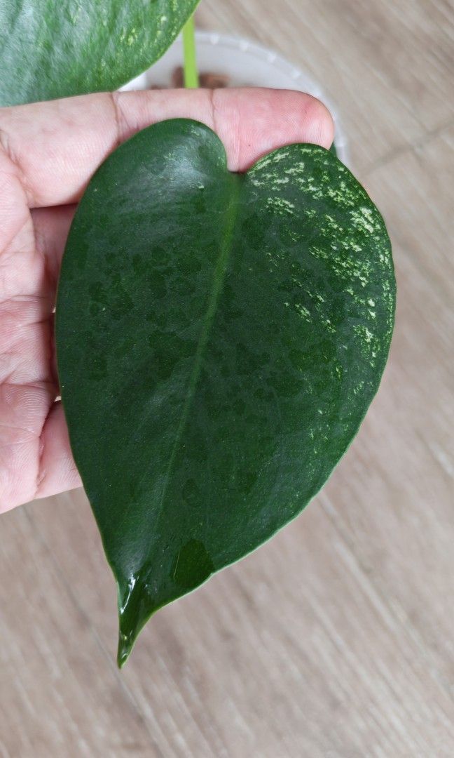 Monstera Devil (Category: Plants & Seeds) located in Singapore. Submitted by leafhappily (Listing ID 1463558263, Image 3). Description: 🚚 FREE DELIVERY (min. spend): • $50+ — Sembawang / Yishun • $120+ — Woodlands / Punggol / Sengkang / Bishan / Ang Mo Kio • $200+ — Islandwide 📍 PICKUP OPTIONS 🏠 S769317 | 🛍️ Sembawang SC | 🚆 Canberra MRT 📮 Courier $20/trip 🛒 More Plants on Carousell: https://carousell.app.link/9tLqk29Fn1b.