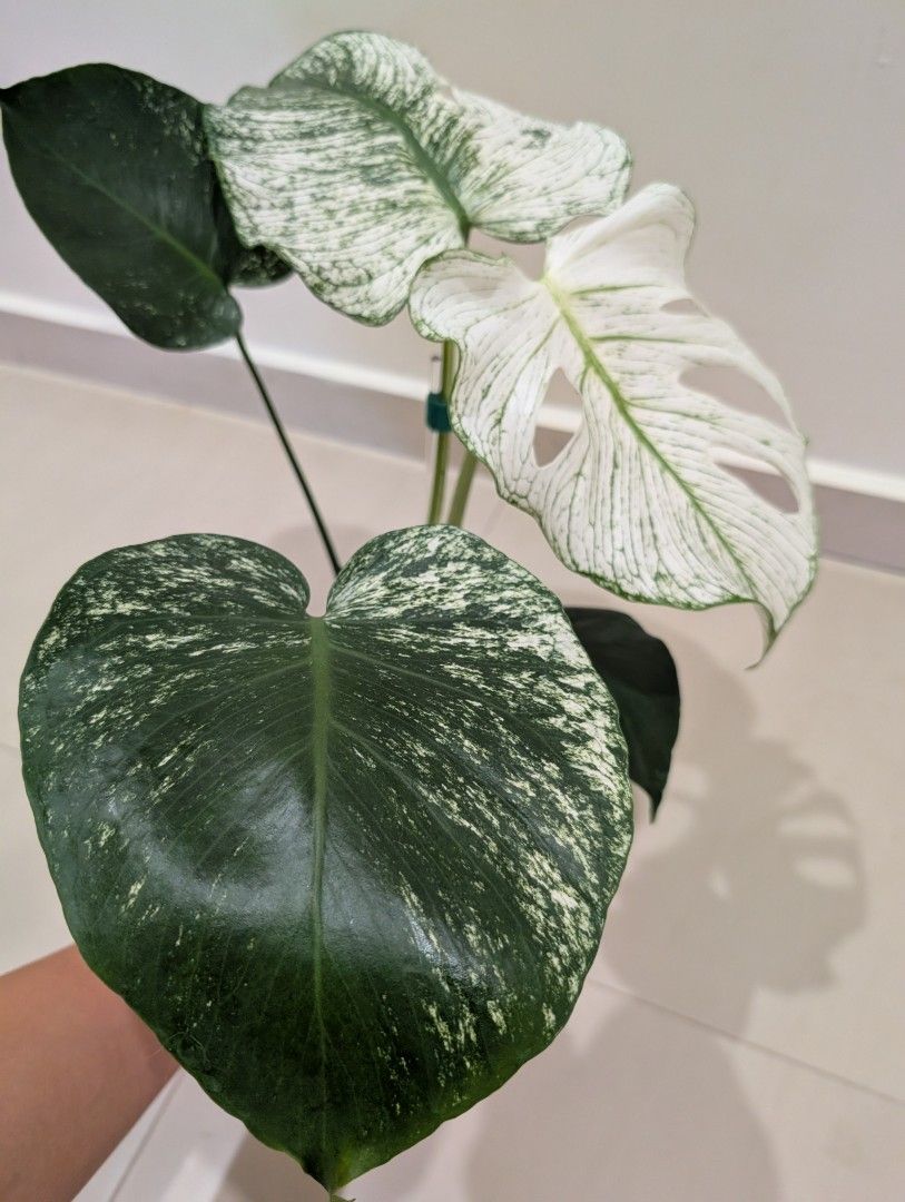 Monstera Devil Monster (Category: Plants & Seeds) located in Petaling Jaya. Submitted by sharronl (Listing ID 1463582166, Image 2). Description: Already fenestrated Monstera Devil Monster with healthy root system visible in clear pot. Actively growing and ready for a new home. Propagated more than 2 months. Undergoes regular pest and fungicide maintenance. Pickup/Meet up/ Lalamove from PJ/Damansara/Shah Alam. PM for any questions or more photos i