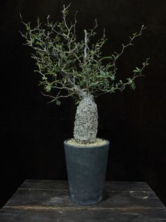 (Category: ) located in . Submitted by cuteplantsworld (Listing ID 1463704112, Image 1). Description: .