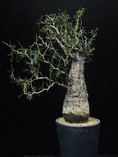 (Category: ) located in . Submitted by cuteplantsworld (Listing ID 1463704278, Image 1). Description: .