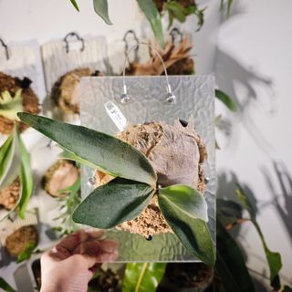(Category: ) located in . Submitted by d.botanics (Listing ID 1463654768, Image 1). Description: .