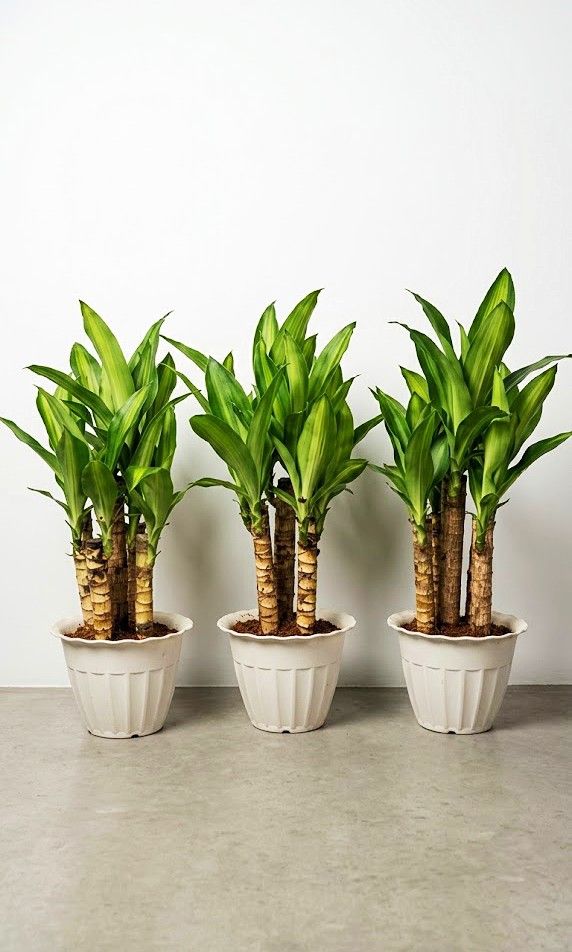 Potted Fortune 1.5ft 5 Stems (Category: Plants & Seeds) located in Paranaque City. Submitted by mherz_ariel (Listing ID 1463608176, Image 1). Description: .