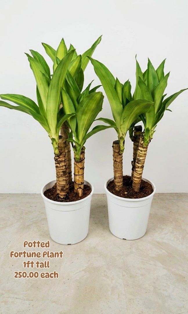 Potted Fortune Small (Category: Plants & Seeds) located in Paranaque City. Submitted by mherz_ariel (Listing ID 1463608071, Image 1). Description: .