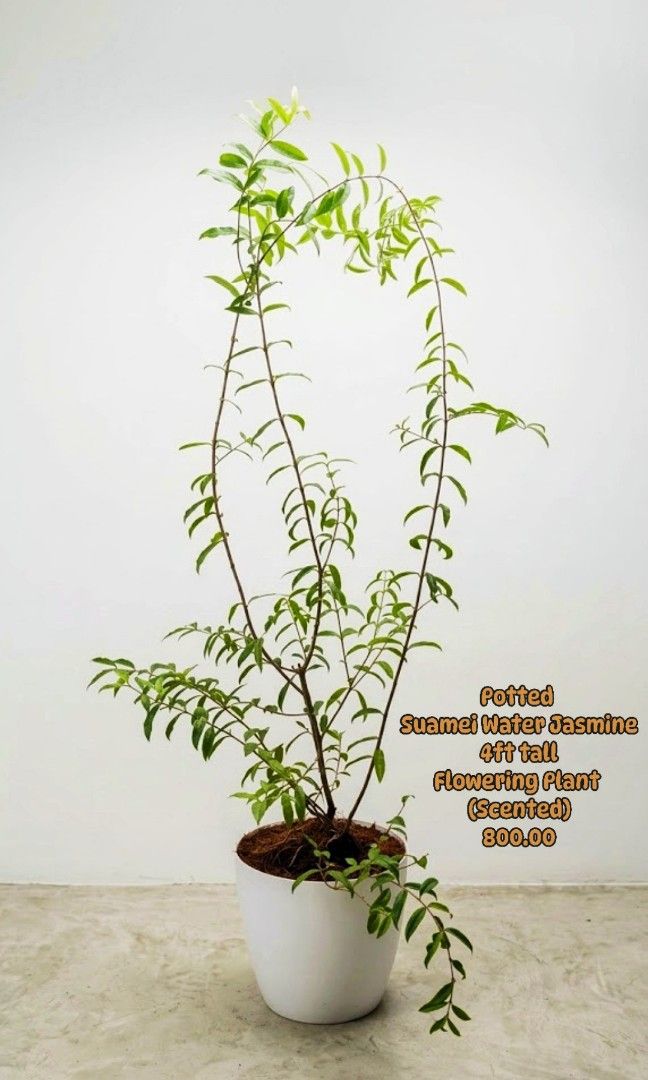 Potted Suamei Water Jasmine 4ft (Category: Plants & Seeds) located in Paranaque City. Submitted by mherz_ariel (Listing ID 1463607912, Image 1). Description: .