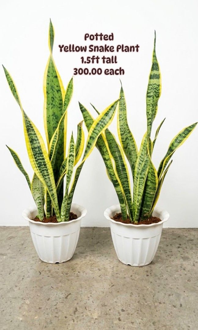 Potted Yellow Snake Plant 1.5ft (Category: Plants & Seeds) located in Paranaque City. Submitted by mherz_ariel (Listing ID 1463607996, Image 1). Description: .