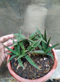 (Category: ) located in . Submitted by sindo.sg (Listing ID 1463609722, Image 1). Description: .