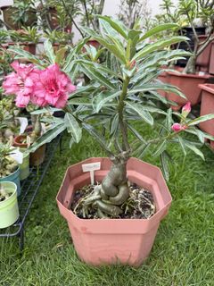 (Category: ) located in . Submitted by fc2002sg (Listing ID 1463741236, Image 1). Description: .
