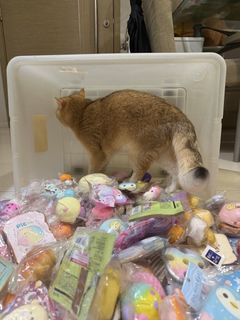 (Category: ) located in . Submitted by bella859610 (Listing ID 1463671361, Image 1). Description: .