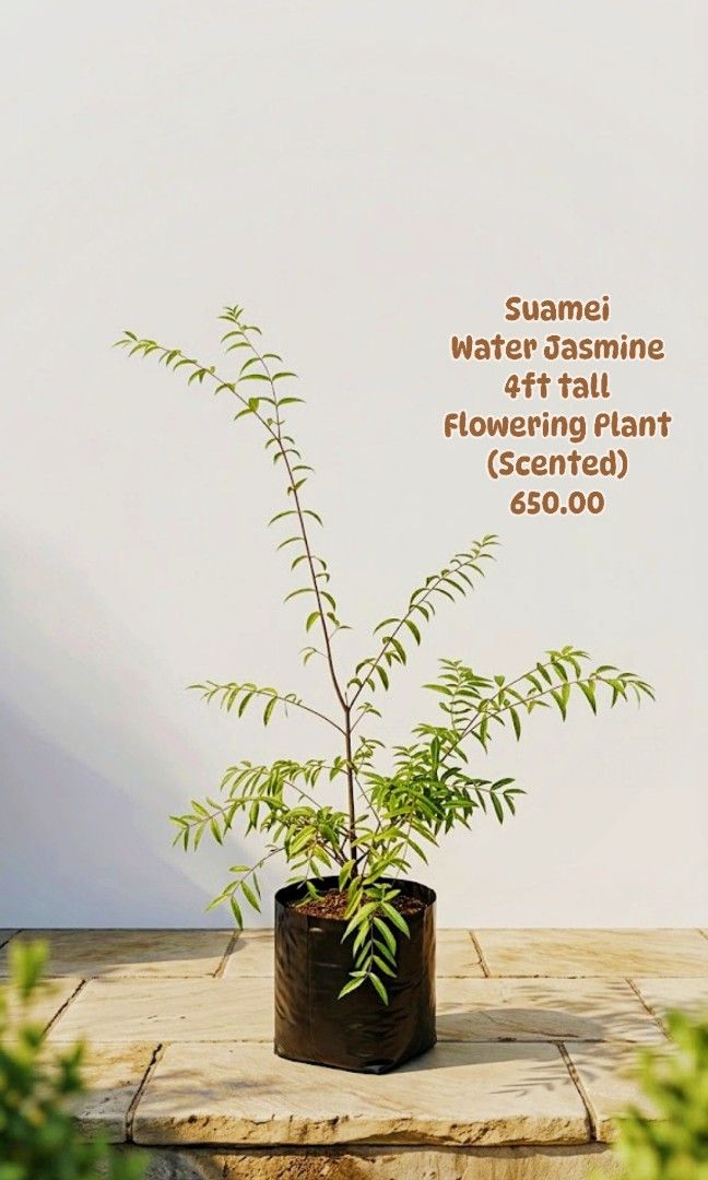 Suamei Water Jasmine 4ft tall (Category: Plants & Seeds) located in Paranaque City. Submitted by mherz_ariel (Listing ID 1463607819, Image 1). Description: .