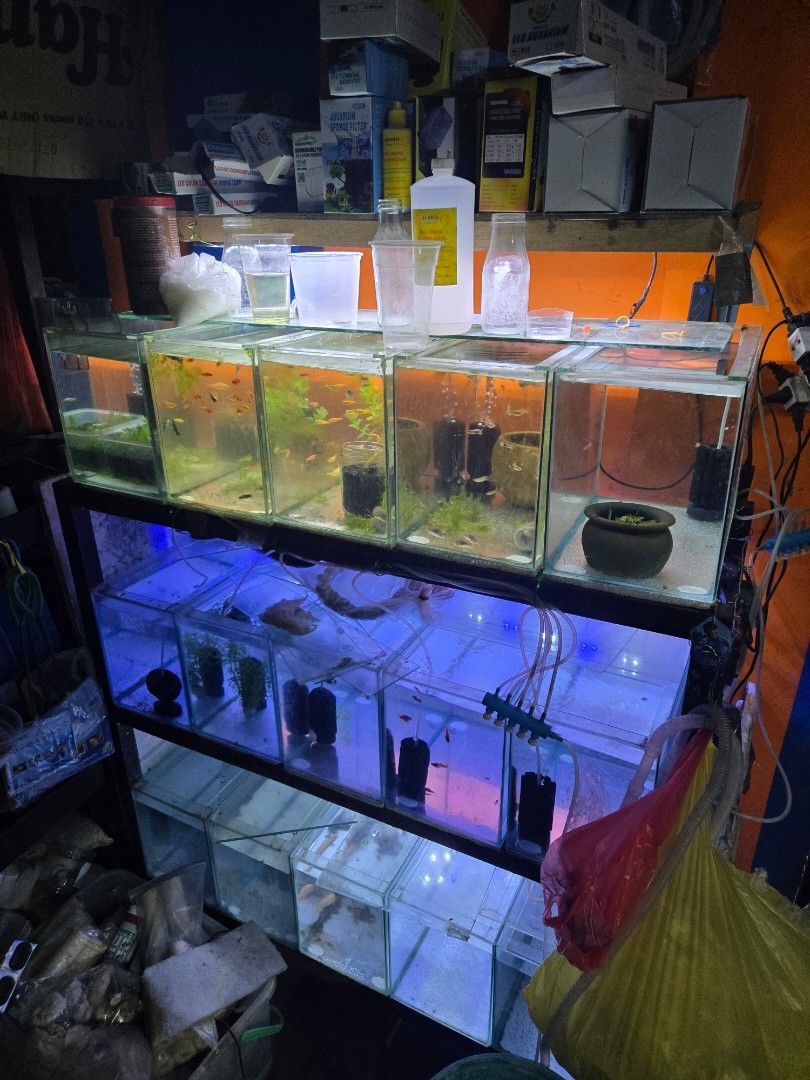 5 Gallon Tank Used (Category: Homes & Other Pet Accessories) located in Quezon City. Submitted by avalencer (Listing ID 1463744382, Image 2). Description: 5 Gallons Used Aquarium Size : 16x8x10 inches Thickness 1/8 Price 280 No cover Aquarium Only, No Filter/Lights included 15pcs available Qc near munoz.