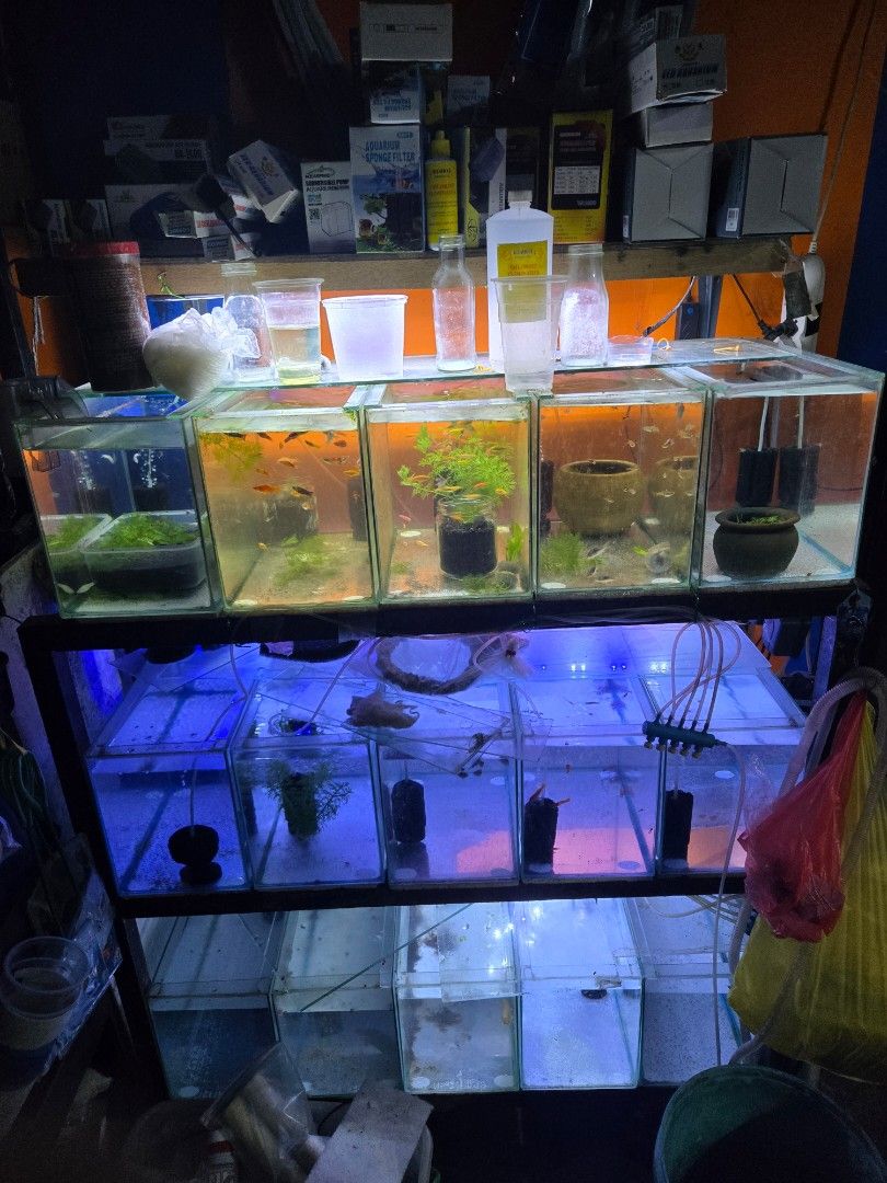 5 Gallon Tank Used (Category: Homes & Other Pet Accessories) located in Quezon City. Submitted by avalencer (Listing ID 1463744382, Image 3). Description: 5 Gallons Used Aquarium Size : 16x8x10 inches Thickness 1/8 Price 280 No cover Aquarium Only, No Filter/Lights included 15pcs available Qc near munoz.