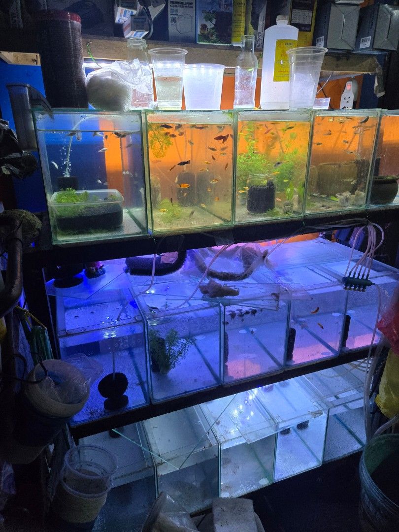 5 Gallon Tank Used (Category: Homes & Other Pet Accessories) located in Quezon City. Submitted by avalencer (Listing ID 1463744382, Image 1). Description: 5 Gallons Used Aquarium Size : 16x8x10 inches Thickness 1/8 Price 280 No cover Aquarium Only, No Filter/Lights included 15pcs available Qc near munoz.