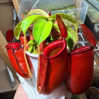 （分類：）位於 。 由 hkplanta 提交（商品編號 1463845044，圖片 1）。簡介： 。