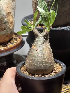 （分類：）位於 。 由 somethingbest186 提交（商品編號 1463783012，圖片 1）。簡介： 。
