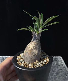 （分類：）位於 。 由 somethingbest186 提交（商品編號 1463783635，圖片 1）。簡介： 。
