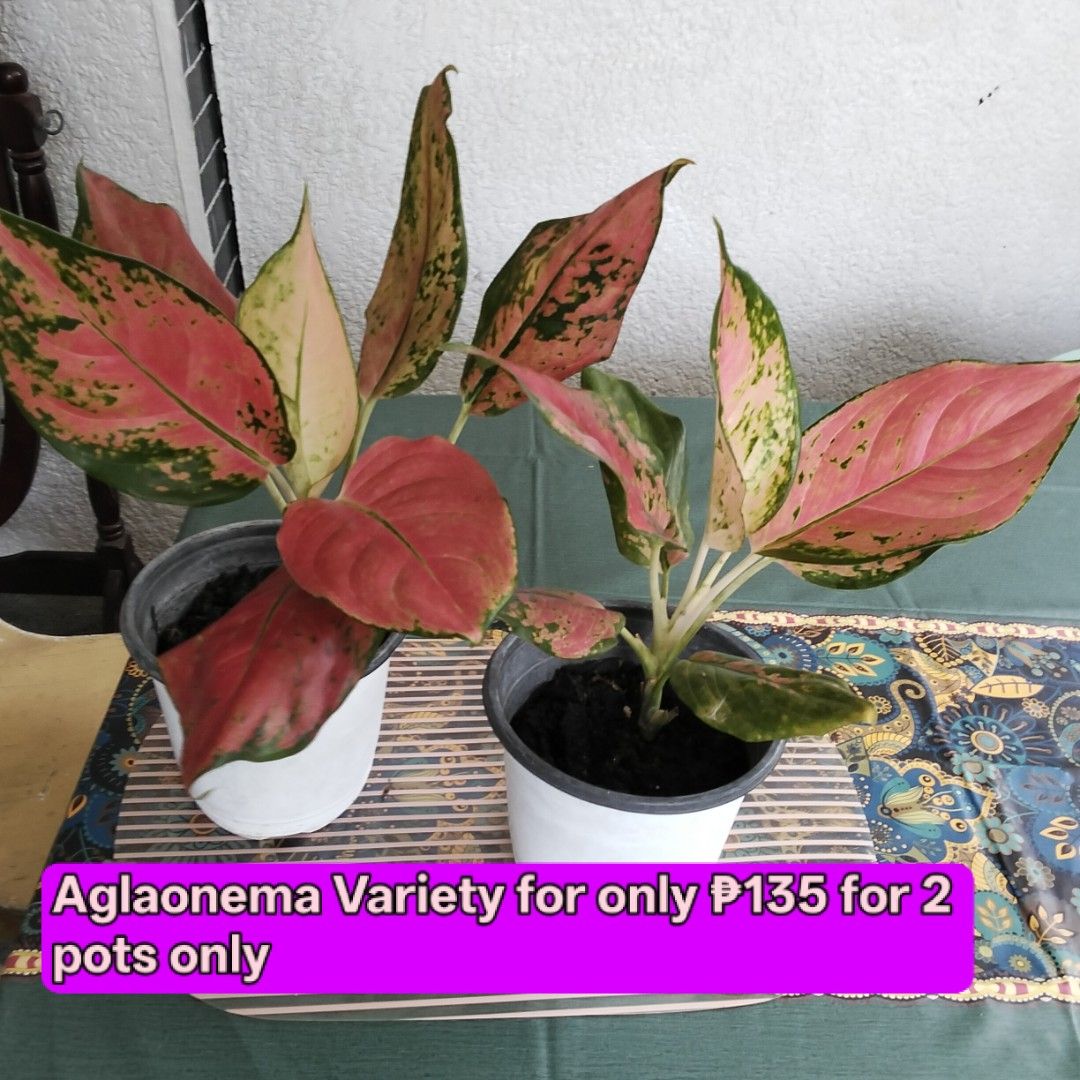 Aglaonema Variety - 2 Pots for P135 (Category: Plants & Seeds) located in Paranaque City. Submitted by happyfinds2 (Listing ID 1463788749, Image 1). Description: 2 pots for ₱135.00. These have beautiful pink, red and green variegated leaves, though comes in soft old pot. They are healthy and ready for a new home. Great for indoor decoration. Grab them now!.