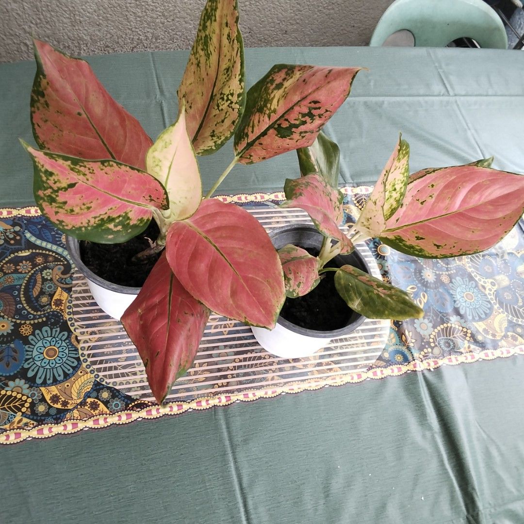 Aglaonema Variety - 2 Pots for P135 (Category: Plants & Seeds) located in Paranaque City. Submitted by happyfinds2 (Listing ID 1463788749, Image 2). Description: 2 pots for ₱135.00. These have beautiful pink, red and green variegated leaves, though comes in soft old pot. They are healthy and ready for a new home. Great for indoor decoration. Grab them now!.
