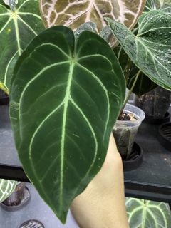 （分類：）位於 。 由 apaplants 提交（商品編號 1463777894，圖片 1）。簡介： 。