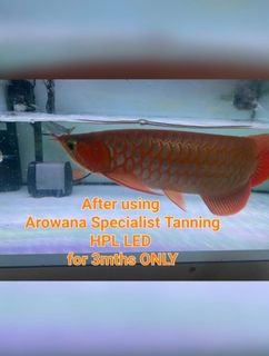 (Category: ) located in . Submitted by prestigious_number (Listing ID 1463921373, Image 1). Description: .
