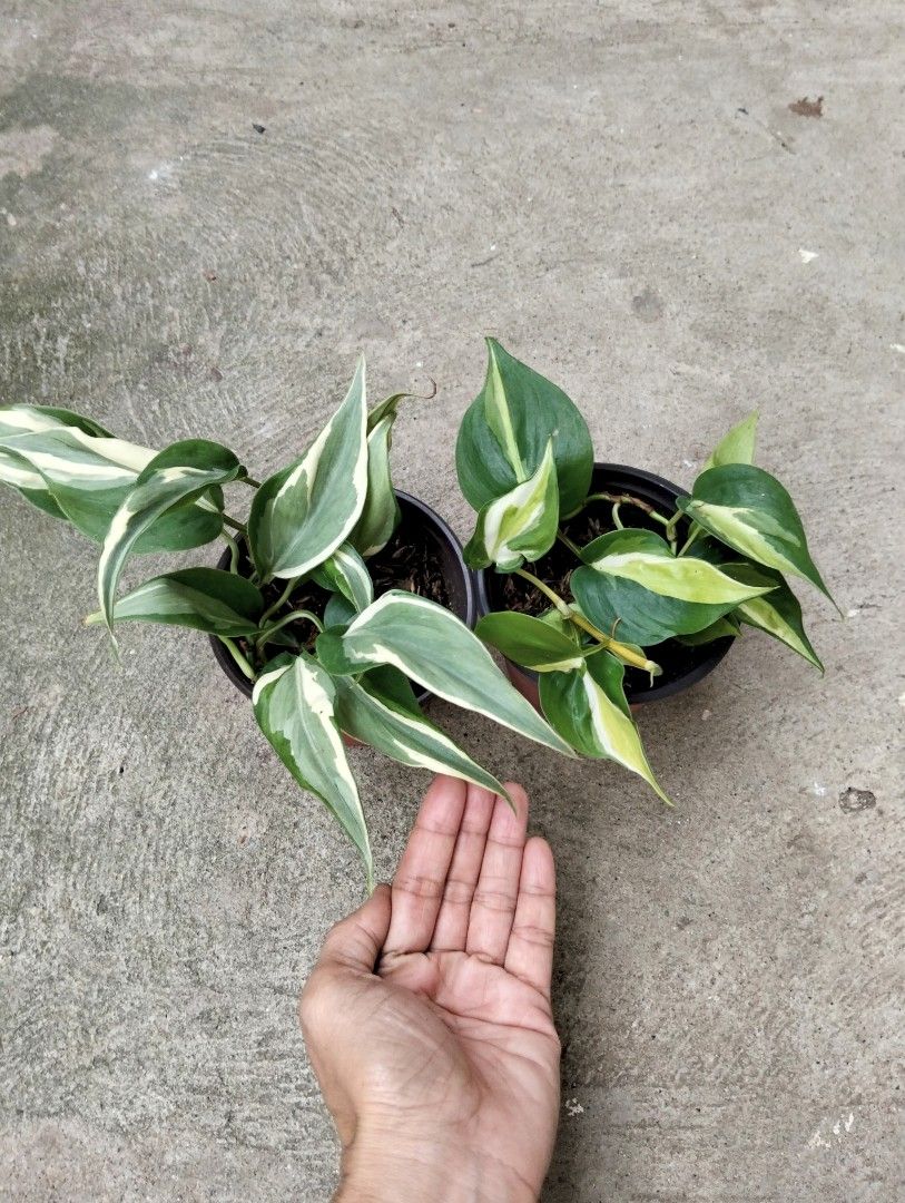 Bundle: Philodendron Rio, Cream Splash (Category: Plants & Seeds) located in Cagayan de Oro. Submitted by rochellejandcgarden06684 (Listing ID 1463820969, Image 2). Description: Bundle Philodendron Rio, Cream Splash ✅ 350 Locally grown. Own propagation. Location: Canitoan Cdo City Pick up, Maxim delivery, J&T Express.