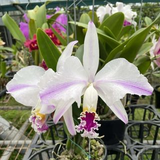 Cattleya Alliance  Collection item 2