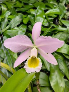 Cattleya Alliance  Collection item 1
