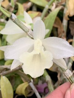 Other Orchid species and hybrids 收藏品 3
