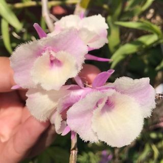 Other Orchid species and hybrids Collection item 3