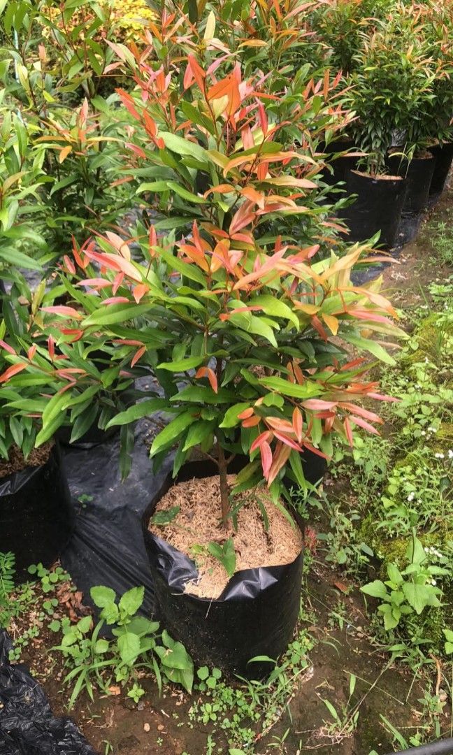 Eugenia plants (Category: Plants & Seeds) located in Quezon City. Submitted by amazingmaria3680 (Listing ID 1463932825, Image 1). Description: .