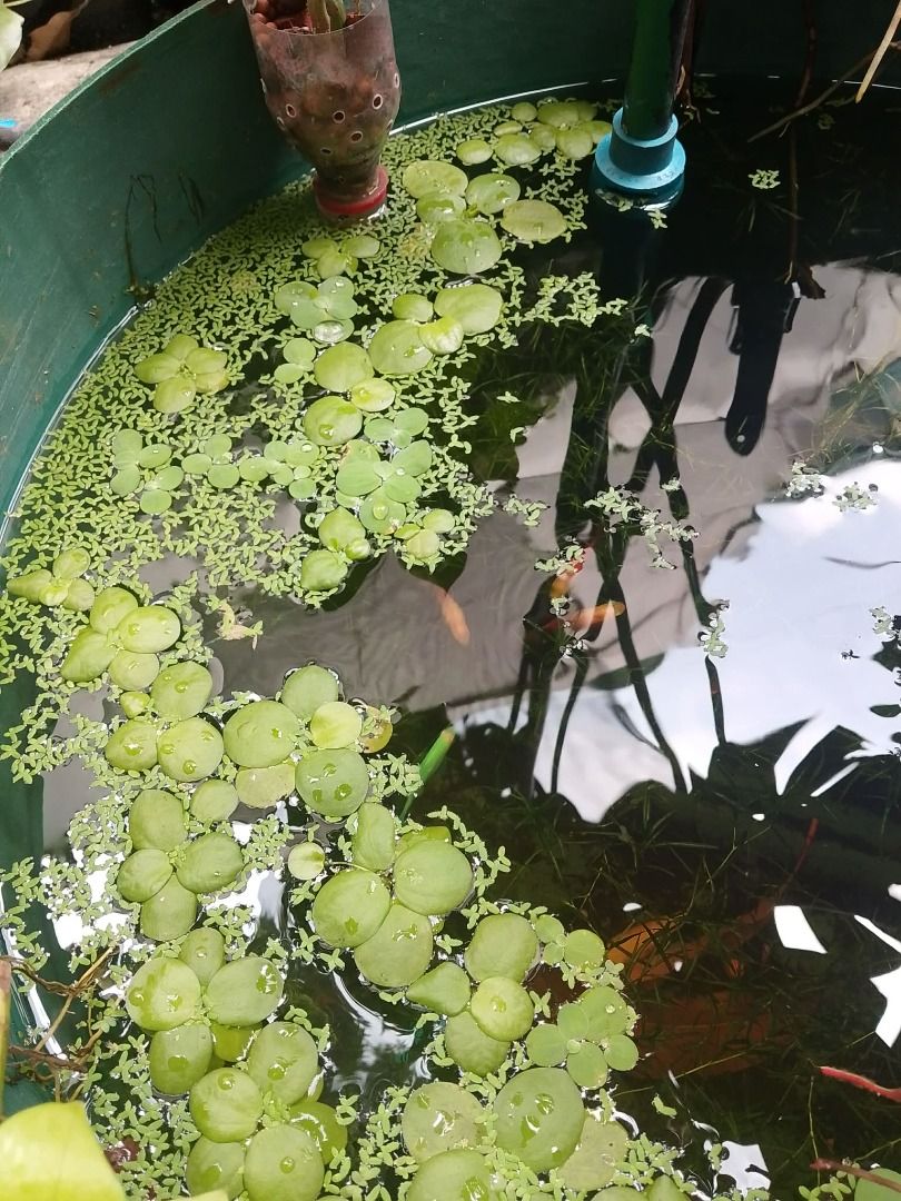 Frogbit Floating plant 20 pcs (Category: Plants & Seeds) located in Caloocan City. Submitted by ramon.69 (Listing ID 1463825296, Image 2). Description: - Healthy Salvinia Natans plants for your aquarium. - Floating plants that improve water quality. - Provide natural cover for fish. - Features lovely round leaves and long, wispy roots. - Easy to care for, ideal for beginners. - Selling a portion from a healthy culture..