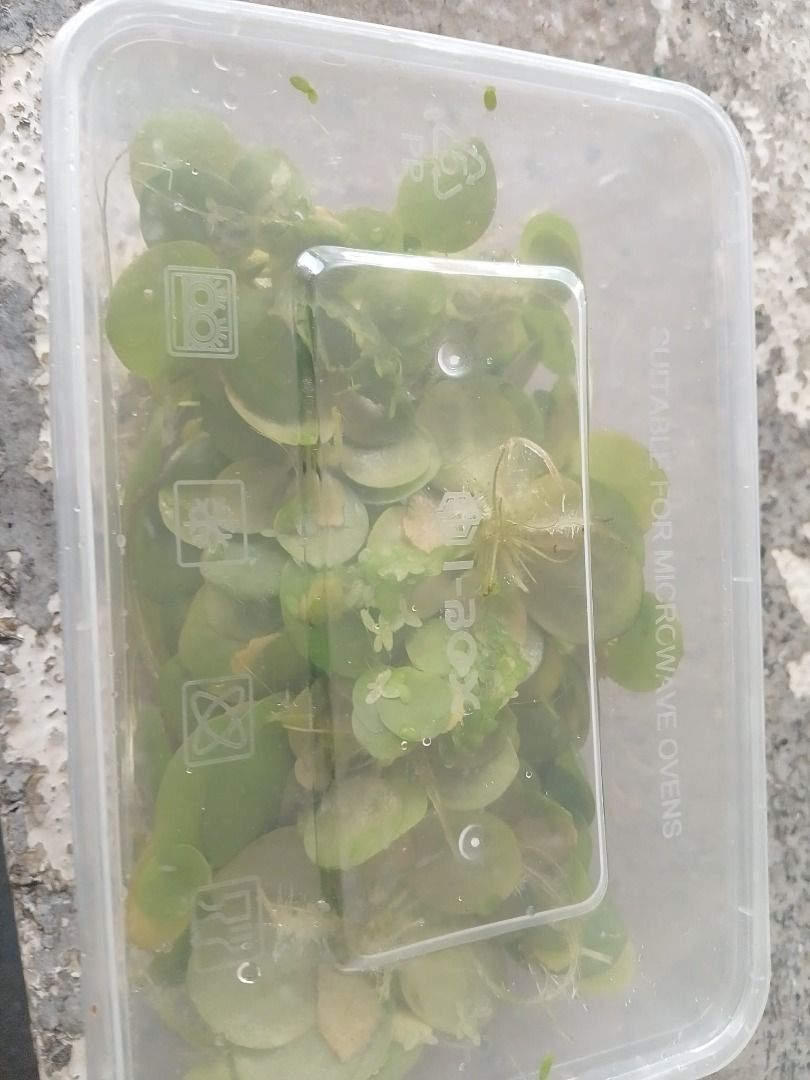 Frogbit Floating plant 20 pcs (Category: Plants & Seeds) located in Caloocan City. Submitted by ramon.69 (Listing ID 1463825296, Image 3). Description: - Healthy Salvinia Natans plants for your aquarium. - Floating plants that improve water quality. - Provide natural cover for fish. - Features lovely round leaves and long, wispy roots. - Easy to care for, ideal for beginners. - Selling a portion from a healthy culture..