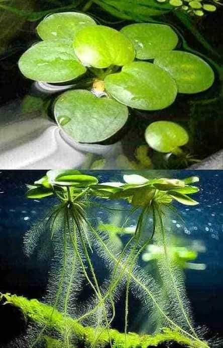 Frogbit Floating plant 20 pcs (Category: Plants & Seeds) located in Caloocan City. Submitted by ramon.69 (Listing ID 1463825296, Image 1). Description: - Healthy Salvinia Natans plants for your aquarium. - Floating plants that improve water quality. - Provide natural cover for fish. - Features lovely round leaves and long, wispy roots. - Easy to care for, ideal for beginners. - Selling a portion from a healthy culture..